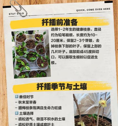 腊梅花的种植技巧有哪些？如何保证腊梅花的顺利生长？