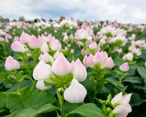 滴水观音的开花季节是什么时候？如何促进滴水观音开花？