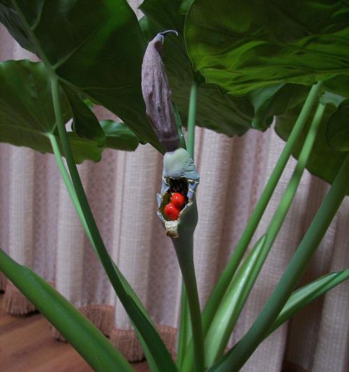 滴水观音的开花季节是什么时候？如何促进滴水观音开花？
