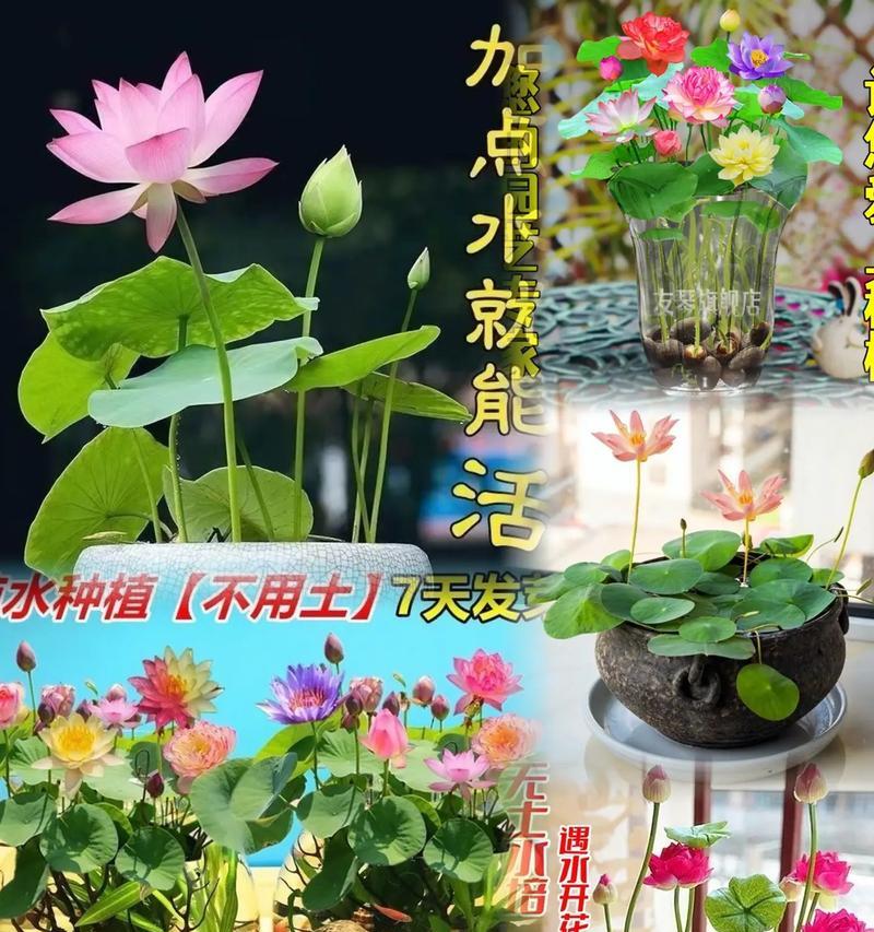 水培莲花的养护技巧有哪些？