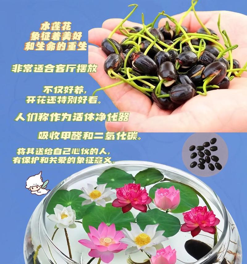 水培莲花的养护技巧有哪些？