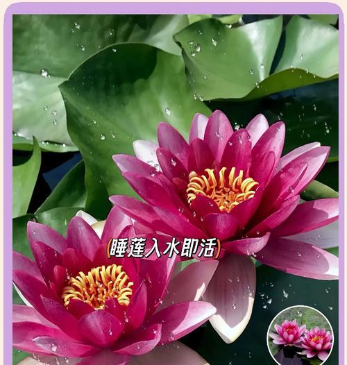 水培莲花的养护技巧有哪些？