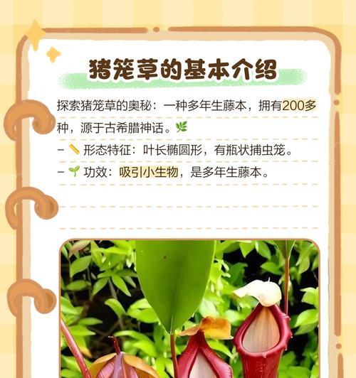 猪笼草繁殖的技巧有哪些？