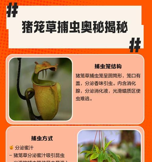 猪笼草繁殖的技巧有哪些？