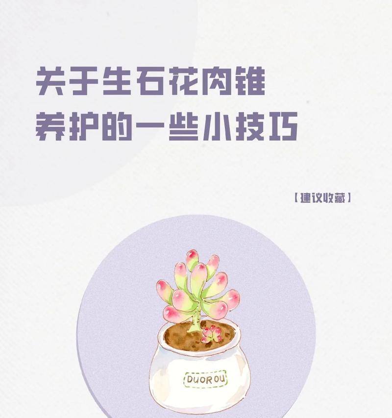 生石花繁殖的步骤和注意事项是什么？