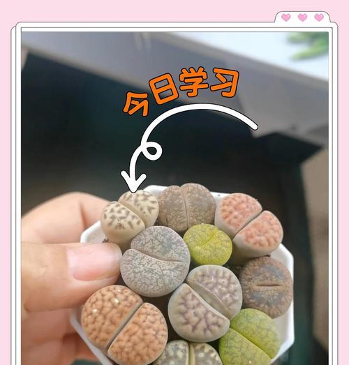 生石花繁殖的步骤和注意事项是什么？