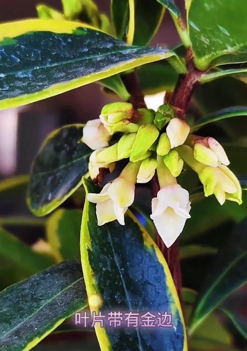 金边瑞香的开花时间是什么时候？如何促进其开花？