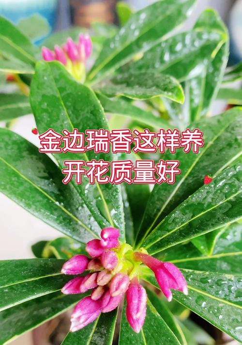 金边瑞香的开花时间是什么时候？如何促进其开花？