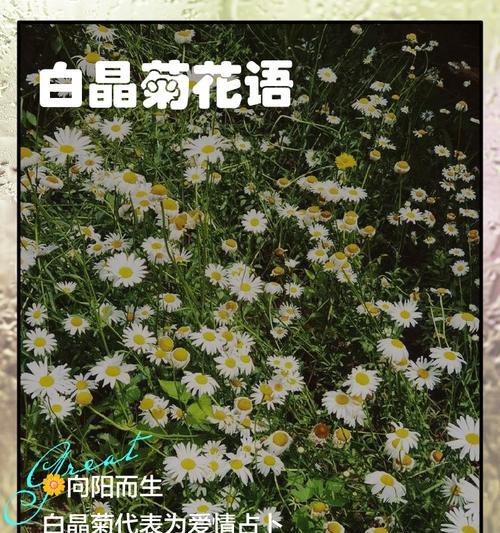 白晶菊什么时候播种？白晶菊的播种时间是什么时候？