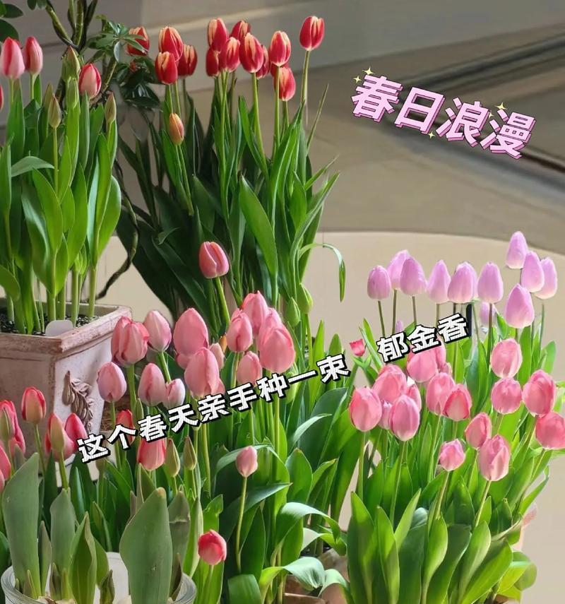 郁金香什么季节种？郁金香的种植时间和方法是什么？