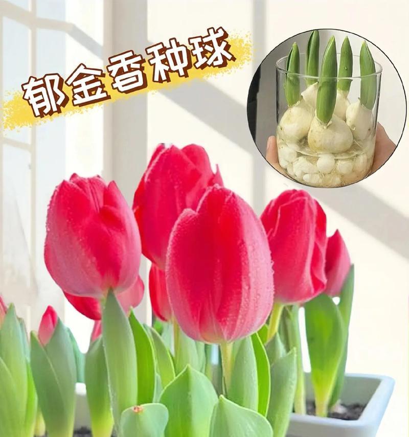 郁金香什么季节种？郁金香的种植时间和方法是什么？
