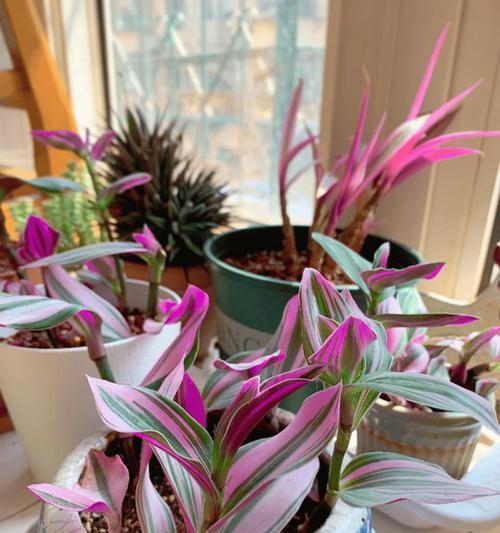 秋季适合种植的易养花卉是什么？