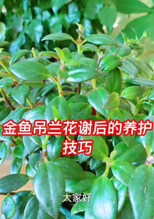 金鱼吊兰的养护技巧是什么？
