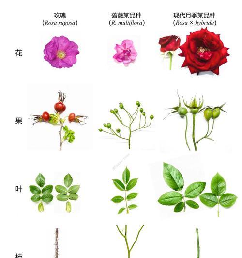 玫瑰那个品种最好？不同玫瑰品种的特点和选择指南是什么？