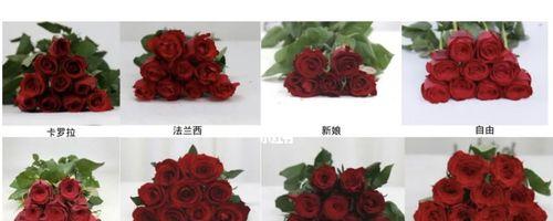 玫瑰那个品种最好？不同玫瑰品种的特点和选择指南是什么？