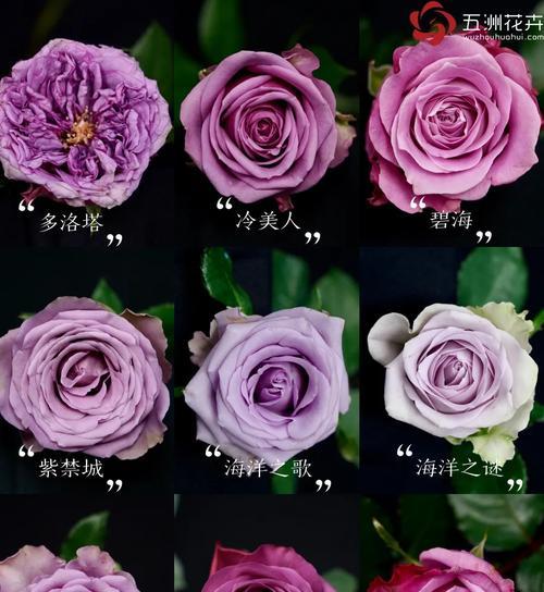 玫瑰那个品种最好？不同玫瑰品种的特点和选择指南是什么？