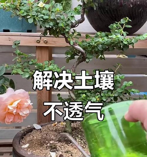 盆花土壤板结的解决方法和预防措施？