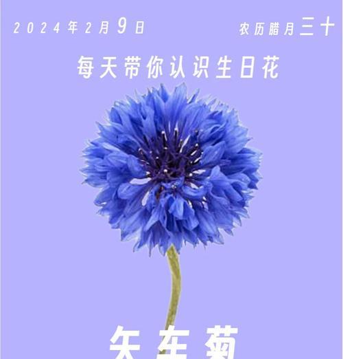 矢车菊的种植技巧有哪些？怎样才能开出美丽的花朵？