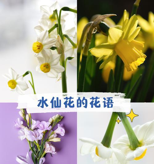 水仙花品种怎么挑选？不同品种水仙花的特点是什么？