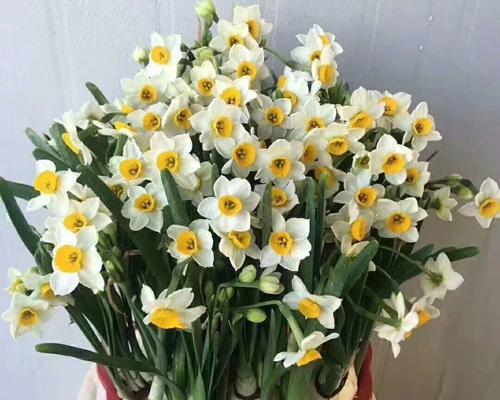 水仙花品种怎么挑选？不同品种水仙花的特点是什么？