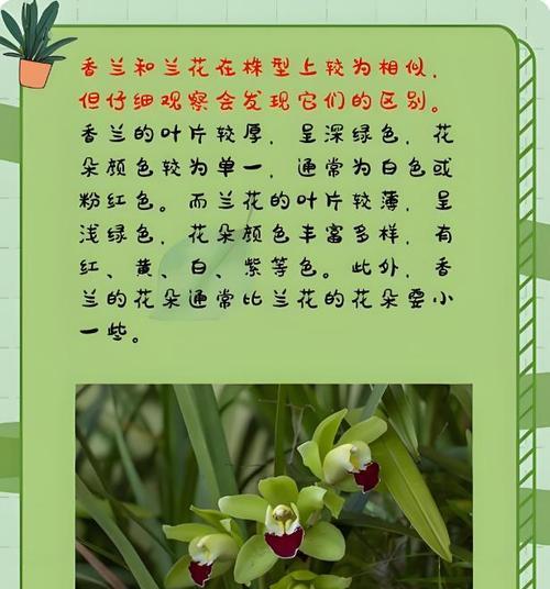如何辨别不同品种的兰花？
