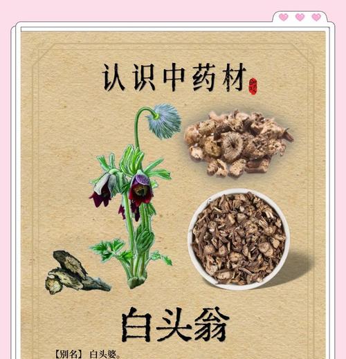 白头翁的养殖技巧有哪些？