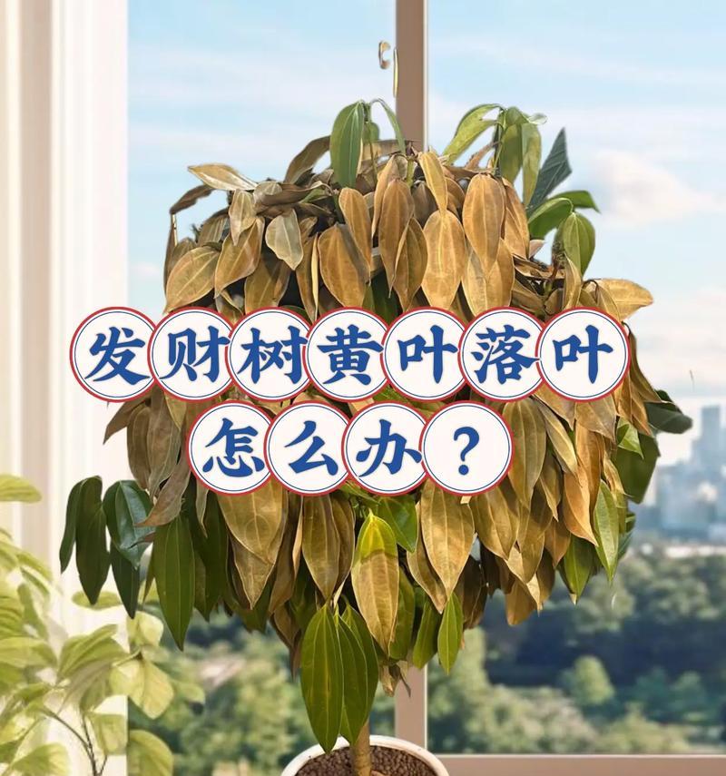 发财树叶子下垂的可能原因及处理措施是什么？