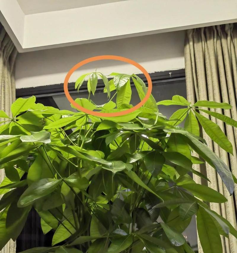 发财树叶子下垂的可能原因及处理措施是什么？
