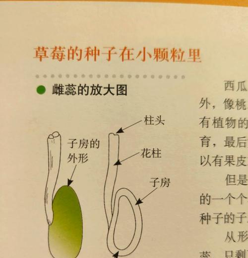 草莓籽在小盆栽中的种植方法？