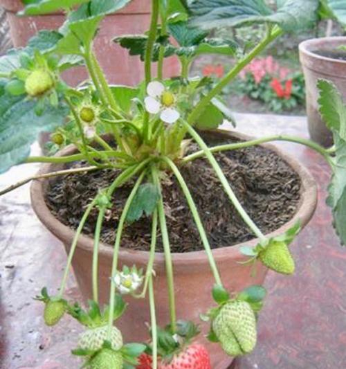 草莓籽在小盆栽中的种植方法？