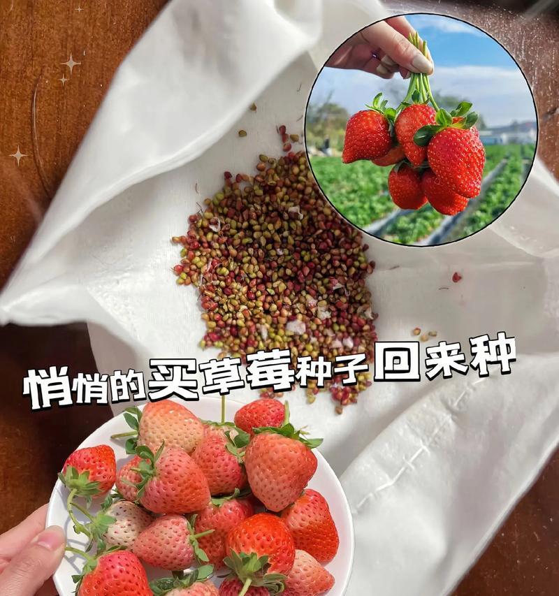 草莓籽在小盆栽中的种植方法？