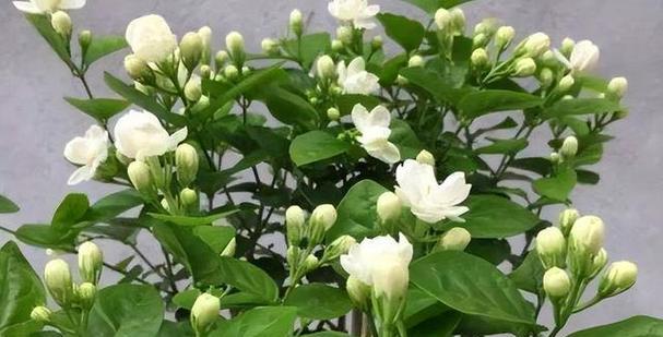 茉莉什么时候开花？如何确保茉莉按时开花？