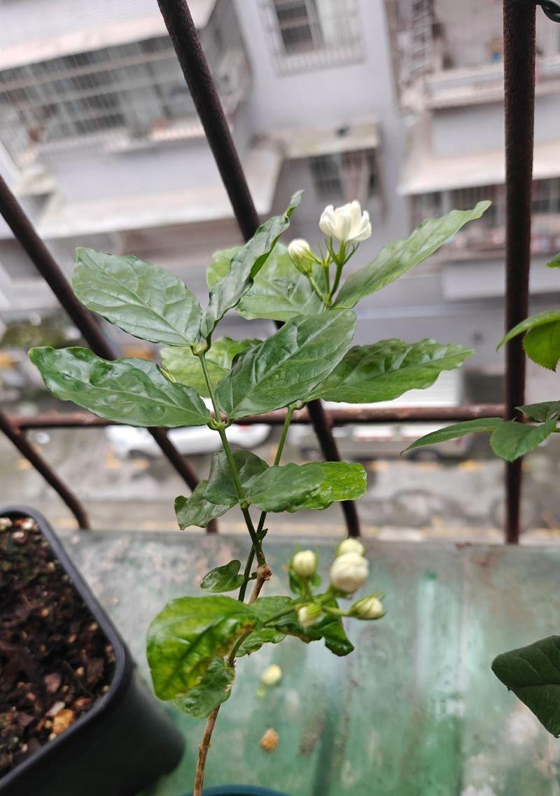 茉莉什么时候开花？如何确保茉莉按时开花？