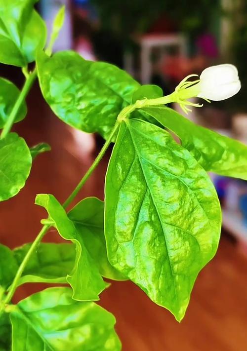 茉莉什么时候开花？如何确保茉莉按时开花？