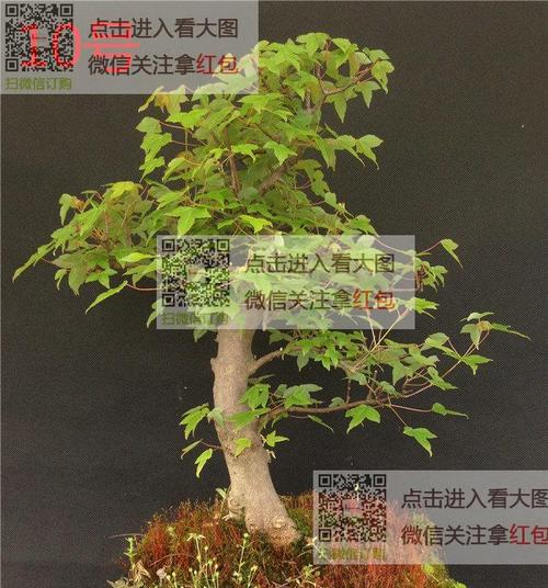 小叶玻璃翠的打理方法是什么？