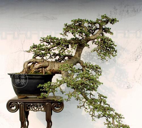 小叶玻璃翠的打理方法是什么？