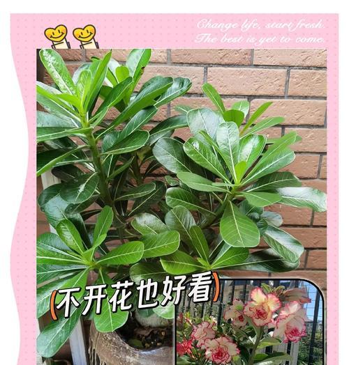 沙漠玫瑰的养殖技巧和注意事项是什么？