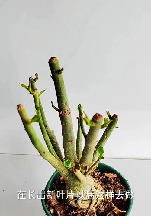 沙漠玫瑰的养殖技巧和注意事项是什么？