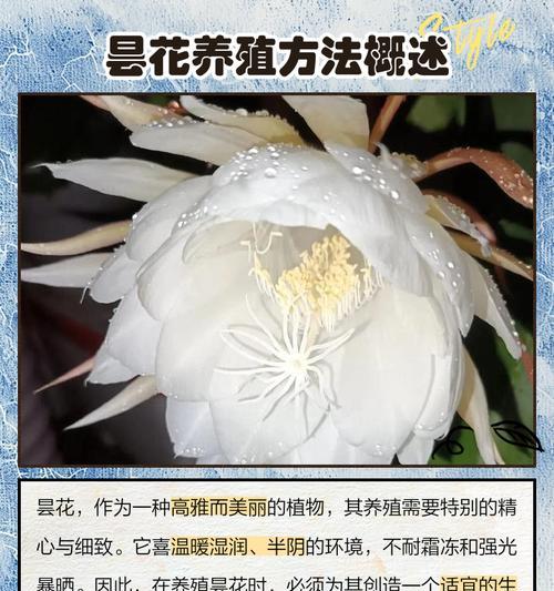 弹花养护方法是什么？如何确保其健康生长？