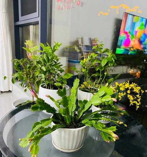 不嫁接的蟹爪兰怎么养？不嫁接蟹爪兰的养护要点是什么？
