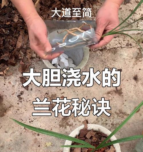 兰花养殖的秘诀是什么？