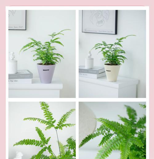 铁线蕨种植的步骤和注意事项是什么？