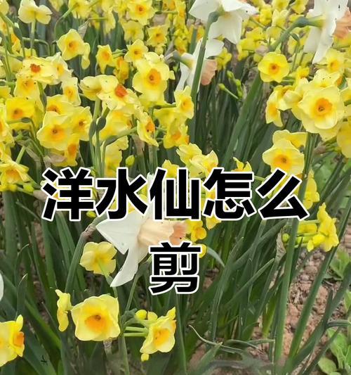 水仙花凋谢后如何处理？如何进行复花养护？