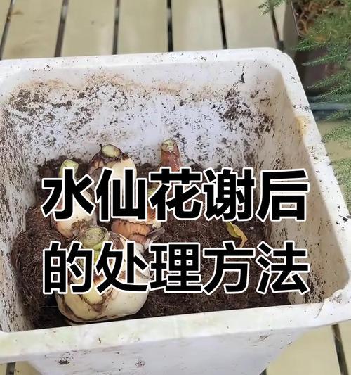 水仙花凋谢后如何处理？如何进行复花养护？
