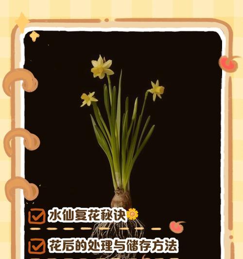 水仙花凋谢后如何处理？如何进行复花养护？