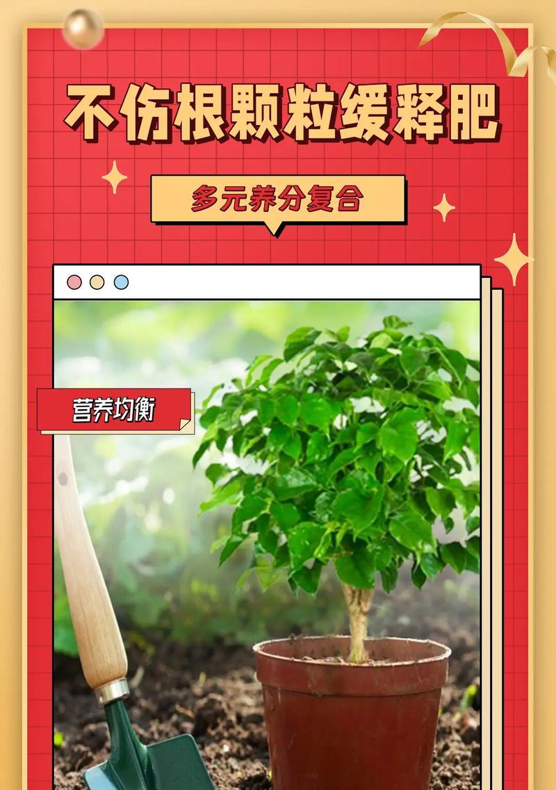 幸福树的施肥方法是什么？哪种肥料最适合幸福树？