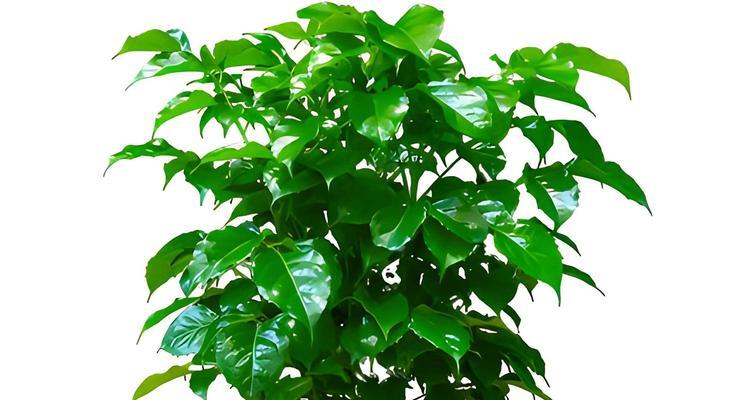 幸福树的施肥方法是什么？哪种肥料最适合幸福树？