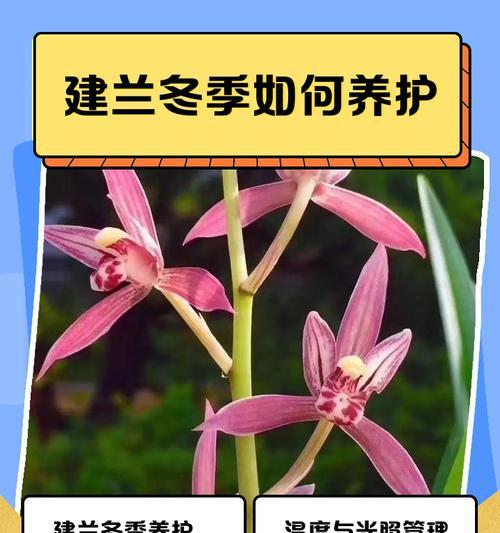 建兰养殖需要注意哪些要点？