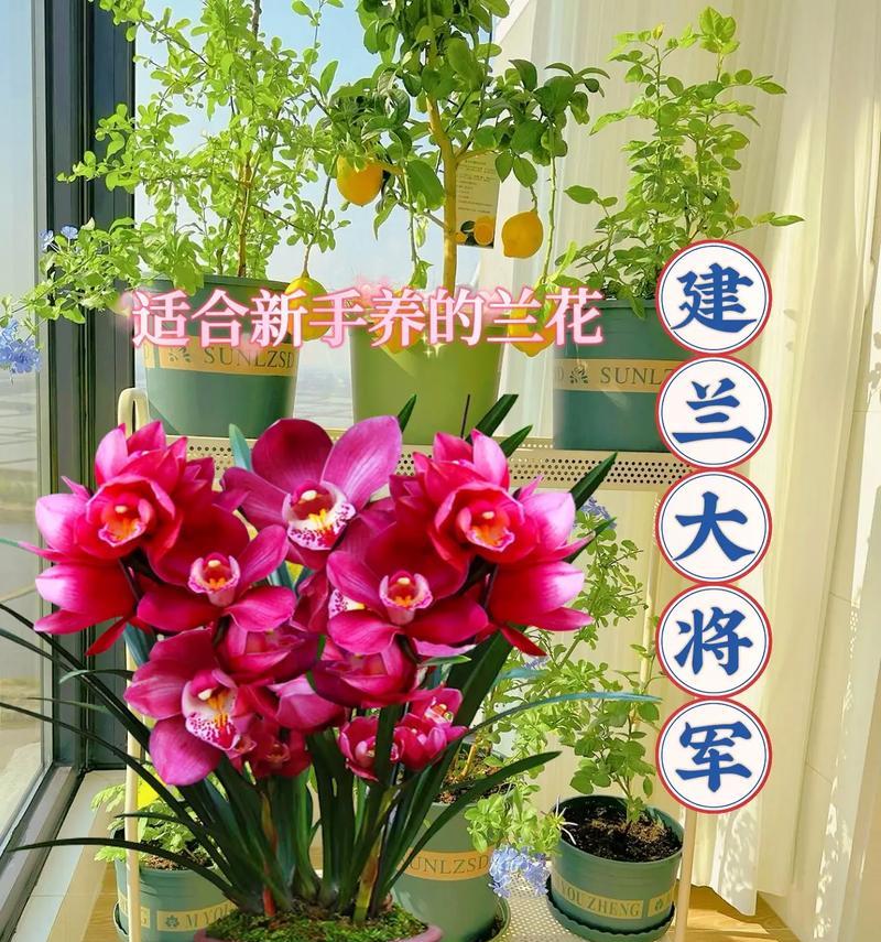 建兰养殖需要注意哪些要点？