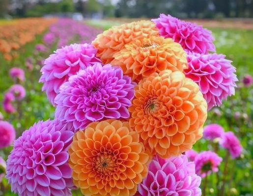 大丽花养护需要注意什么？如何使其花开不断？